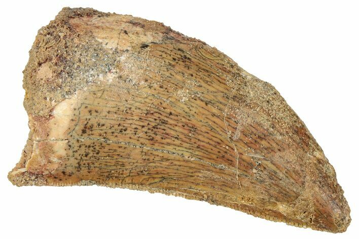 Serrated, Carcharodontosaurus Tooth - Real Dinosaur Tooth #322057